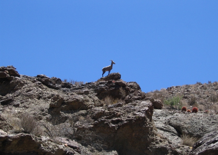 Desert Bighorn Sheep